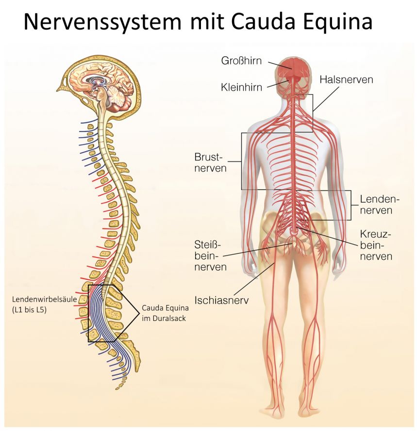 Nervensystem Cauda Equina